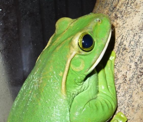 Figure 5: Male _Rhacophorus feae_ with prominent beak- like projection during the breeding period.
