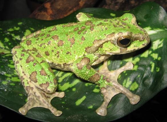 Figure 6: Same specimen of male _Rhacophorus feae_ outside breeding period showing no beak-like projection.