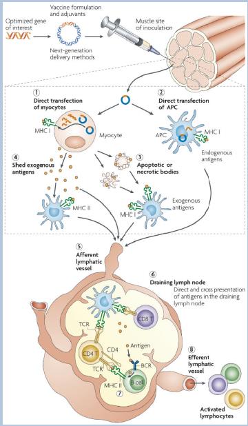 Figure 3: Induction of cellular and humoral immunity by DNA vaccines. Using the host cellular machinery, the plasmid enters the nucleus of transfect myocytes and antigen presenting cells [1]; this can follow either direct transfection by the plasmid vaccine [2] or cross-presentation of cell- associated exogenous antigens; for example, owing to APC engulfment of apoptotic transfect cells [3]. APCs mediate the display of peptides on MHC II molecules after secreted protein antigens that have been shed from transfect cells are captured and processed within the endocytic pathway [4]. Antigen-loaded APCs travel to the draining lymph node (DLN) via the afferent lymphatic vessel [5] where they present peptide antigens to naive T cells via MHC and the T cell receptor (TCR) in combination with co-stimulatory molecules, providing the necessary secondary signals to initiate an immune response and expansion of T cells [6]. In response to peptide-bound MHC molecules and co- stimulatory secondary signals, activated CD4 T helper cells secrete cytokines during cell-to-cell interaction with B cells and bind to co-stimulatory molecules that are required for B cell activation [7]. These processes co-ordinately elicit specific immunity against plasmid-encoded antigen by activating both T and B cells, which, now they are ‘armed’, can travel through the efferent lymphatic system [8] and provide a surveillance system. Together, the two arms of the immune system, which are induced specifically following DNA vaccination, can create a powerful defence against most infectious diseases [21].