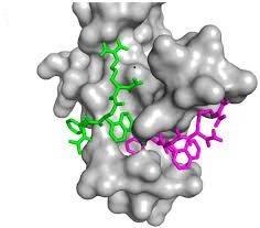Figure 1: Traditional Life Cycle of Drug Discovery.