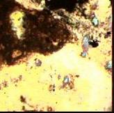 Figure 9: Thin section images of sandstone recovered from NH(B) (depth=3836-3839m) showing the presence of quartz, feldspar.