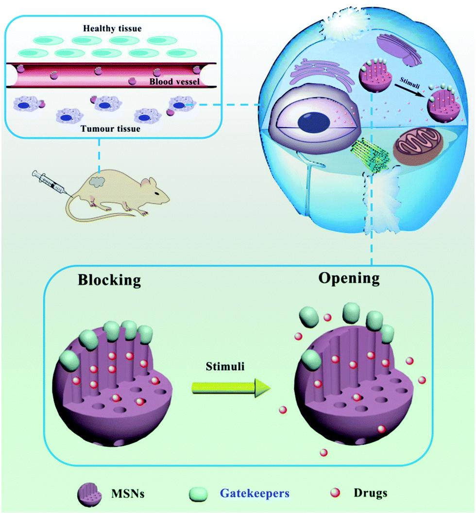Figure 2: Schematic of prevention of enzymatic degradation and release of the drug in the desired place. Reproduced from [37] with permission from the Centre National de la Recherche Scientifique (CNRS) and The Royal Society of Chemistry.