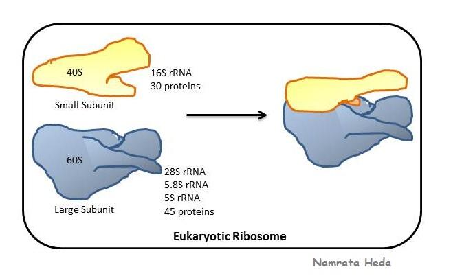 Figure 1: Structure of the Ribosome showing the two main components of the ribosome each made of the ribosomal RNA and proteins. The 40S subunit comprises the decoding center which controls the complementarity of tRNA and mRNA in protein translation. The eukaryotic small ribosomal subunit (40S) plays a central role in this process [2]; it binds initiation factors that promote scanning of messenger RNAs and initiation of protein synthesis [3]. Ribosome has structural differences between organisms. It is these structural differences which make drugs be particular on the parasite ribosome and not the host’s (human being) ribosome. Ribosome target is important because the cellular activity of the parasite will stop and the parasite will die. Ribosomal S7 and S19 proteins are important in that they provide instructions for making other different ribosomal proteins, which are components of cellular structures [4]. Ribosomes are what then receive the cell's genetic signal to create proteins. They are also involved in the assembly or stability of ribosomes in general [5]. Besides carrying out ribosome's main activity of building new proteins, they are also involved in other activities such as participating in chemical signaling pathways within the cell, controlling the self-destruction of cells and regulating cell division [6]. People from all sectors of the world are being affected by Malaria. The parasite causing malaria is also becoming resistant to various drugs in the market. Malaria has economic effects in a country and the world at large. The economic effects include reduced population hence low labor supply leading to low capital [7]. Malaria if not controlled can lead many orphans resulting too many cases of school dropouts hence no needed skilled labor in the market. Malaria parasite usually mutate making the treatment of malaria very complex [8,9]. _Plasmodium falciparum_ also develops resistance to some ant malarial drugs available. As a result of this, malaria should be controlled as fast as possible to reduce the number of deaths which usually occur [10].
