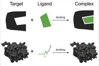 Figure 2: Simplified diagram showing the process of docking that ensures specificity_._