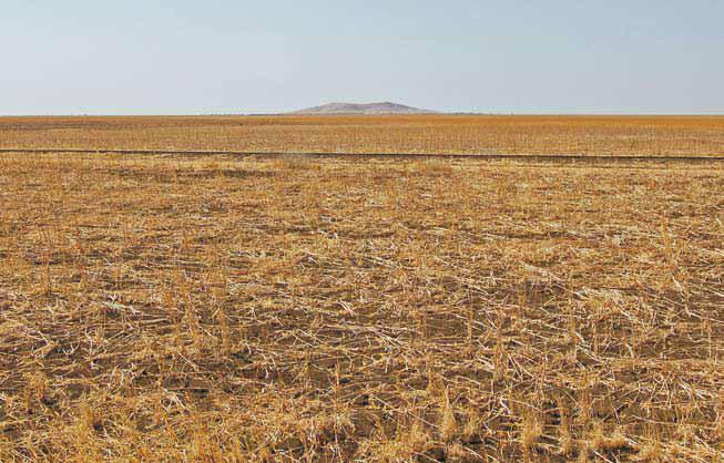 Figure 1: Expansion of Rain fed Mechanized Schemes at the expense of Natural forests in Central Sudan, source: UNEP (2007). 3. Historical climate change- has reduced productivity in some areas due to decline in rainfall. A major and long- term drop in precipitation (30 percent over 80 years) has been recorded in Northern Darfur, for example. The implications of such decline on dry rangeland quality are obvious. Forecast climate change is expected to further reduce productivity due to declining rainfall and increased variability, particularly in Sahel belt. A drop in productivity of up to 70 percent is forecast for the most vulnerable areas [2]. 4. Ever increasing demands on resources- Human population growth is the underlying driver of the increased demand for natural resources. Sudan has an overall growth rate of over 2.6 % per annum, masking much higher localized rates. In central Darfur, for example, government statistics indicate a regional population (linear) growth rate of 12 % per annum, from3 persons/km2 in 1956 to 18 persons/km2 in 2002 [3].