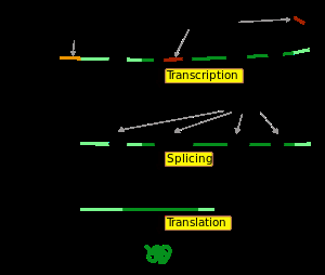 Figure 2: Illustration of Gene Expression (Source Wikipedia.com, 2014). Genotype, literally "gene type”, was the term used to express the genetic state of an individual or a group of individual populations [23]. Genotypes may refer to the genetic state of a locus as well as the entire genetic material carried by the chromosome or genome [24]. Genotypes could be homozygous or heterozygous. Once people could transfer gene, there was also the use of the term hemizygote. In Mendel's genetics, as classical genetics, genotypes were often denoted by pairs of letters; such as AA, Aa, or B1B1. The same pair of pairs indicates that the individual symbolized was homozygous [25] i.e. AA and B1B1, while the different letter pairs represent the heterozygous individual. A pair of letters indicates that this symbolized individual was diploid or 2n. As a consequence, for example, the individual tetraploid [26] or 4n homozygote was denoted by AAAA. The phenotype was a characteristic, both structural, biochemical, physiological, and behavioral, that could be observed from an organism regulated by genotype and its environment and interaction [27]. The phenotypic definition includes the various levels of the gene expression of an organism. At the organism level, a phenotype was something that could be seen or observed, something of nature or character. In this stage, phenotypes such as eye color, weight, or resistance to a particular disease. At the biochemical level, the phenotype may be the content of certain chemical substances in the body [28]. For example, blood sugar or protein content in rice. At the molecular level, the phenotype may be the amount of RNA produced or the detection of DNA or RNA bands in electrophoresis. Phenotypes were determined in part by individual genotypes, in part by the environment in which the individual lives, time, and, in some traits, the interaction between genotype and environment [29]. Phenotypic observations can be simple - usually flower color - or very complicated to require special tools and methods [30]. However, due to the genetic expression of a gradual genotype from the molecular level to the individual level, there was often a link between a numbers of phenotypes at different levels. So far the discussion of a phenotype was assumed to describe its genotype. Phenotypes of such traits were easy to distinguish, for example, the color of the bean husk was alternatively white or gray, the plant was high or low, so it was easy to distinguish. Such properties were known as discontinuous traits [31], [32]. In such traits, there was a simple relationship between genotype and phenotype. In many cases a genotype produces only one kind of phenotype, otherwise, a phenotype was the result of the activity of a genotype. Nevertheless, we have come to understand that the relationship between genotype and phenotype was influenced by phenomena, such as expressivity, penetration, and pleiotropy [33]. In other words, a genotype could produce different phenotypes because the genotype interacts with its environment during the growth and development process. The properties such as fish weight, fish length and protein content show a wide range of phenotypes. The properties that indicate such a range of phenotypic diversity were often called continuous traits [34]. On discontinuous properties have a discrete distribution, whereas continuous properties have a continuous distribution, so it must be expressed quantitatively [35]. Such properties were often called quantitative properties. Continuous properties have a continuous range of phenotypes as well. To examine the inheritance of the continuous or quantitative traits [36] it was necessary to see why a trait has various phenotypes. Quantitative properties could occur in various ways. Generally, the phenotype range occurs because different genotypes exist in an individual group or population. This was common when a character was controlled by many loci. For example, if a locus with two alleles per locus controls a trait, then there were three possible genotypes namely AA, Aa, aa. For two loci with two alleles per locus, there will be 9 genotypes, egg AABB, AABb, Aabb, AaBB, AaBb, Aabb, aaBB, aaBb, and aabb. Similarly, the increase in the number of loci as much as n, then the genotype formed as much as 3n. If there were more than two alleles for each locus it will produce much more genotype. Thus the more the locus that controls a trait, the more likely genotypes may be formed. The properties controlled by many such loci were called polygenic or quantitative properties. polygenic or quantitative properties [37,38]. The basic difference between qualitative and quantitative properties involves the number of genes that contribute to the phenotype variability and the degree to which the phenotype could be modified by environmental factors [38]. Quantitative properties could be governed by many genes (perhaps 100 to 100 or more), each contributing to the phenotype so little that its individual influences could not be detected by Mendel's methods. Such genes were called polygenic. Below was presented a summary of some major differences between quantitative and qualitative genetics (table 1). In the inheritance of quantitative properties, the concept of polygenic was used to explain the formation of quantitative traits [39]. Ronald Fisher could explain that the quantitative traits was formed of many genes with little influence, each of which segregates according to Mendel's theory [40-42]. Because of its small effect, the phenotype regulated by these genes could be affected by the environment. Nevertheless, Fisher's explanation still places the "genes" that govern quantitative properties as abstract because they were only concepts [39,43]. The proof of the existence of genes that regulate quantitative properties begins to open up after the availability of many genetic markers to enable people to create genetic maps that could reach most of the chromosomes. Genetic markers were used to indicate the allelic situation in a particular chromosome part [44]. Allele variations on a marker become genotypes for chromosomes or clusters.