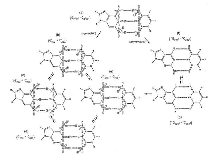 Figure 3: Distribution of entangled proton qubit states at a _G′-C′_ (symmetric) or _*G-*C_ (asymmetric) superposition site. Symmetric, asymmetric and second asymmetric (unlabeled) channels (→) by which metastable keto-amino G-C protons populate enol and imine entangled proton qubit states. Dashed arrows identify pathways for quantum oscillation of enol and imine proton qubits. Approximate electronic structures for hydrogen bond end groups and corresponding proton positions are shown for the metastable keto-amino duplex (a) and for enol and imine entangled proton qubit states, _G'-C'_ (b-e). Electron lone-pairs are represented by double dots, :, and a proton by a circled H. Proton states are specified by a compact notation, using letters G, C, A, T for DNA bases with 2’s and 0’s identifying electron lone-pairs and protons, respectively, donated to the hydrogen bond by – from left to right – the 6-carbon side chain, the ring nitrogen and the 2-carbon side chain. Superscripts identify the component at the outside position (in major and minor groves) as either an amino group proton, designated by 00, or a keto group electron lone-pair, indicated by 22. Superscripts are suppressed for enol and imine groups.) The dimensionality of the Hilbert space required to express the quantum mechanical state for four proton qubits occupying _G′-C′_ isomer pair super positions is sixteen, i.e., 2N = 24 = 16. Each entangled imine and enol proton is shared between two sets of indistinguishable electron lone-pairs, and thus, participates in entangled quantum oscillations between near symmetric energy wells at ~ 1013 s−1 in decoherence-free subspaces [23- 25,40-45] which specifies entangled proton qubit informational-dynamics occupying a _heteroduplex_ _heterozygote_ **_G′-C′_** superposition site [16-19,35-37]. In this case, two sets of entangled imine and enol proton qubits ─ four protons constituting two sets of entangled “qubit-pairs” ─ occupy complementary **_G′-C′_** isomer super positions such that enzyme quantum reader “measurement” of **_G′_**-protons specifies, instantaneously, quantum states of the four entangled qubits that occupy the sixteen-dimensional space [10-12].