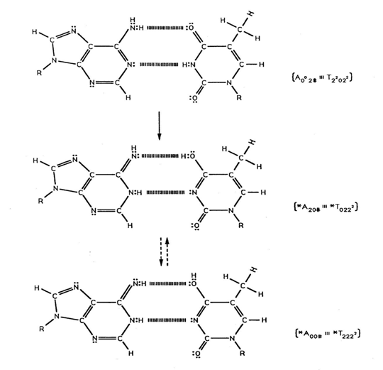Figure 4: Pathway for metastable keto-amino A-T protons to populate enol and imine proton qubit states. Dashed arrows indicate proton oscillatory pathway for enol and imine proton qubit _*A-*T_ states Notation is given in Figure 3 legend. The # symbol indicates the position is occupied by ordinary hydrogen unsuitable for hydrogen bonding. Studies of _heteroduplex heterozygote_ _G′-C′_ sites, with _G′_ on the transcribed strand, require the enzyme quantum reader to “measure”, specify and execute quantum informational content of sixteen different entangled proton qubit _G′-C′_ states (Table 1) [16-19]. In the case of Fig. 5, **_G′0 0 2_** (**_G′0 0 2 →_** _C,_ Table 1) the carbon-2 imine proton is in state │− > “groove position”, whereas the eigenstate **_G′2 0 2_** (**_G′2 0 2 →_** _T,_ Table 1) has both carbon- 2 imine and carbon-6 enol protons in state │− > “groove positions”. Eigenstate **_G′2 0 0_** (**_G′2 0 0 → G_**; “null” mutation) has the carbon-6 enol proton “trapped” in a state │− > DNA groove, but entangled enol and imine protons for eigenstate **_G′0 0 0_** are both in state │+ >, the “interior” interstrand hydrogen bond position. Since the enol and imine entangled protons on **_G′_** are one-half of the four-entangled imine and enol **_G′-C′_** proton qubit-pairs, enzyme quantum reader measurements on **_G′-_**proton states specifically select quantum mechanical qubit states, │− > and │+ >, for the four entangled **_G′-C′_** protons. Here the entangled pair ─ guanine carbon-2 imine and cytosine carbon-2 enol ─ are identified, respectively, as proton numbers I and II (Roman numerals). Proton numbers III and IV, respectively, are cytosine carbon-6 imine and guanine carbon-6 enol. Using this notation, the enzyme quantum reader measures the four entangled proton qubit states of **_G′0 0 2_** as │−+−+ >, i.e., guanine imine proton I is in state │− >, cytosine enol proton II is in state │+ >, cytosine imine proton III is in state │− >, and guanine enol proton IV is in state │+ >. Similarly, the proton qubit state for **_G′2 0 2_** is │−++− >, and is │+−+− > for **_G′2 0 0_**, and finally, is │+−−+ > for eigenstate **_G′0 0 0_**. In addition to the four quantum mechanical states of **_G′_** imposed by enzyme quantum reader measurements (Figure 3b-e), twelve additional states are required to specify the four, two-state quantum mechanical proton qubits. The **_G′-C′_** site superposition consists of two sets of intramolecular entangled proton qubit-pairs that are participating in quantum oscillations, │+> ⇄ │–>, at ~1013 s−1 between near symmetric energy wells in decoherence-free subspaces [16-19,23-25,45]. Therefore, the most general quantum mechanical state of these four **_G′-C′_** protons is given by │Ψ> = _c__1_│−+−+ > + _c__2_│−−−+ > + _c__3_│−−++ > + _c__4_│−+++ > + _c__5_│−++− > + _c__6_│−−−− > + _c__7_│−+−− > + _c__8_│−−+− > (6) + _c__9_│+−+− > + _c__10_│+++− > + _c__11_│++−− > + _c__12_│+−−− > + _c__13_│+−−+ > + _c__14_│++++ > + _c__15_│+−++ > + _c__16_│++−+ >, Where the _ci_’s represent, generally complex, expansion coefficients. Since the 16-state superposition of four entangled proton qubits occupy enol and imine “intra- atomic” subspaces, shared between two indistinguishable sets of electron lone pairs, the entangled quantum superposition system will persist in evolutionarily selected decoherence-free subspaces until an invasive perturbation, e.g., “measurement”, exposes the previously “undisturbed” quantum mechanical superposition [16-