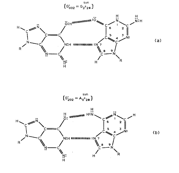 Figure 6: Complementary transversion mispairs created by enzyme-proton entanglement executing a “truncated” Grover’s quantum search. Complementary mispairs between (a) enol-imine _G′002_ (Figure 5b) and _syn_-guanine (_syn_-G222#) and (b) enol-imine _G′202_ (Figure 5c) and _syn_-adenine (_syn_-A002#). The # symbol indicates the position is occupied by ordinary hydrogen unsuitable for hydrogen bonding.