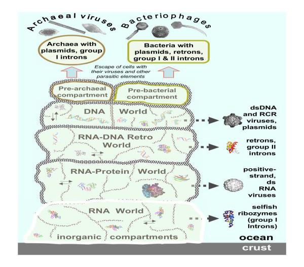 Figure 9: Evolution of genomic lineages from the primordial gene pool (from (Figure 2) with permission) [66]. Characteristic images of RNA and protein structures are shown for each postulated stage of evolution, and characteristic virion images are shown for emerging classes of viruses. Thin arrows show the postulated movement of genetic pools between inorganic compartments. Block arrows show the origin of different classes of viruses at different stages of pre-cellular evolution.) A reverse-time extrapolation from observables exhibited by ancient T4 phage DNA implies that entangled proton qubits could have originally emerged in the first “susceptible” ancestral duplex segments of primitive RNA – ribozyme systems [35-36,63-66,98]. This assumption requires primordial ribozyme – RNA duplex segments to simulate, approximately, conditions exhibited by ancient T4 phage DNA systems that accumulate EPR-generated entangled proton qubits in metabolically inert (extracellular pH 7, 20 0C) base pair isomer superpositions, observed as **_G′-C′, *G-*C_** and **_*A-*T_** [17- 18,35-37]. This scenario provides a possible source of “RNA-type” hydrogen bonded duplex molecules susceptible to occupancy by EPR-generated entangled proton qubits [16-19,35-36], and thus, allowed ancestral peptide-ribozyme – RNA systems to form entanglement states with oscillating, │+> ⇄ │–>, entangled proton qubits, occupying decoherence-free subspaces within hydrogen bonded duplex RNA segments [10-12,23- 25,34,45,63-66,100]. At this stage of evolutionary development, peptide-ribozyme – proton entanglements could implement an entanglement-directed quantum search, Δt′ ≤ 10‒14 s < τD < 10−13 s to select the next amino acid electron lone-pair, or amino proton, to be added to the pre-protein peptide polymer [[1,5,16,31,47]. Additionally before proton decoherence, τD < 10−13 s, operations of the entangled ribozyme – proton system included (_a_) generating a transcribed message based on quantum informational content of “measured” entangled proton qubit-pairs (_b_) implementing an entanglement- directed quantum search, Δt′ ≤ 10_−14_ s that specifies the incoming base’s electron lone-pair, or amino proton, for evolutionary substitution, **_ts_**, or deletion, **_td_**, and (_c_) feedback responding ─ “Yes” or “No” ─ to _translation_ of the transcribed “qubit message” [16-19,31,35-36]. “Yes” implies existence of an “_r+-_type” allele which allows replication initiation, but “No” identifies an unacceptable “mutant allele”, _rII_, and therefore, replication is denied. Before “DNA-type” repair enzymes were introduced RNA – ribozyme systems avoided evolutionary extinction by disallowing conserved, “_rII_-type” allele contribution to the gene pool when “excessive” EPR-generated mutations (entangled qubits) were present [1, 16,35-36,47,89,100]. Other “relaxed” genes were allowed mutation, variation and selection. These processes introduced viable peptide- ribozyme – RNA, wild-type “_r+_-systems” where peptide- ribozyme – proton entanglements were exploited to generate rudimentary peptide chains that subsequently usurped ribozyme functions. When duplex RNA genomes became “too massive” for efficient, “error-free” duplication, “repair” enzymes were selected that ultimately replaced RNA with DNA, thereby introducing DNA – protein systems [1-2,5,16,47,89,99]. Participation of EPR-generated entangled proton qubits eliminates the necessity of a Many Worlds in One (MWO) hypothesis for origin and existence of life on planet Earth. Koonin’s classical assessments imply nascent DNA – protein systems (“biological evolution” in Figure 8) possess sufficient evolution potential to evolve into more complex living systems and organisms. In this case, Koonin’s MWO hypothesis ─ that the probability of existence of any possible evolutionary scenario in an infinite multi verse is exactly 1 ─ is _not_ required [5,16- 19]. When EPR-generated entangled proton qubits are _not_ ignored ─ as done in original studies of time-dependent evolution dynamics exhibited by (_i_) T4 phage DNA [35- 37], (_ii_) age-related human cancer [19,42,77], (_iii_) rodent- human microsatellite distributions [17-18,21], (_iv_) Huntington’s disease [16,44,59,61], etc. ─ the MWO hypothesis is not required to explain origin and evolution of life on an “Earth-like” planet in Earth’s universe. The introduction of EPR-generated entangled proton qubits allows life-forming polymers to originate in an ancestral RNA – ribozyme system, where bio-molecular quantum processors simulate a “truncated” Grover’s [20] quantum search to “measure” entangled proton qubit states, which provides a hypothesis for origin of the triplet code, utilizing 43 codons and ~ 22 L-amino acids. Consequently, ribozyme-peptide “processing” of entangled proton qubits could generate RNA – protein systems where “repair” enzymes ultimately intercede to replace unstable RNA with DNA [1,10-12,89]. Subsequent quantum entanglement algorithmic processing of entangled proton qubit-pairs allows DNA – protein systems to further evolve on Earth as observed and originate and evolve on other “Earth-like” planets in Earth’s universe so, the MWO hypothesis is not required [1-5,16-19,51-53].