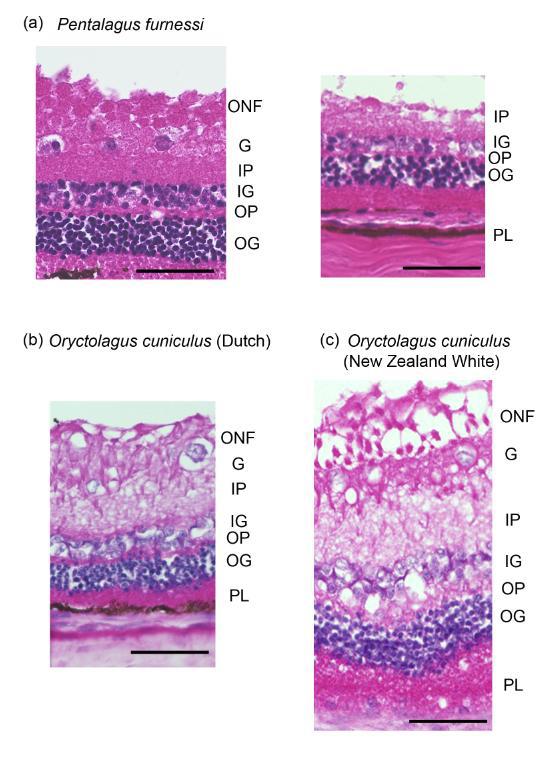 Figure 2: Histological section of the retina of a: Amami rabbit, b: Dutch rabbit, and c: New Zealand White rabbit. Because most retina was detached in the section of Amami rabbit (left), small area that can observe outer granular layer and pigmented layer was also shown (right). Scale Bar, 50μm. ONF, ocular nerve fiber layer; G, ganglion cell layer; IP, inner plexiform layer; IG, inner granular layer; OP, outer plexiform layer; OG, outer granular layer; PL, pigmented layer.