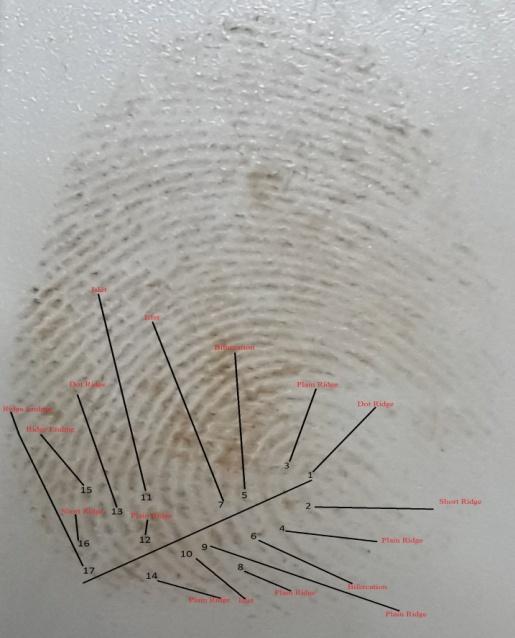Figure 12: Ridge Counting In Ulnar Loop Fingerprint Pattern.