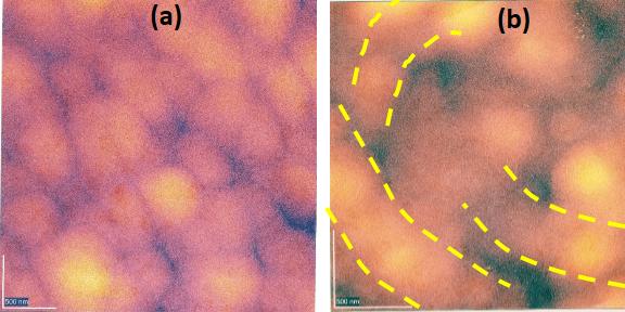 Figure 2: AFM image of CdSe nanoparticle (a) and CdSe-DNA nanowire (a).