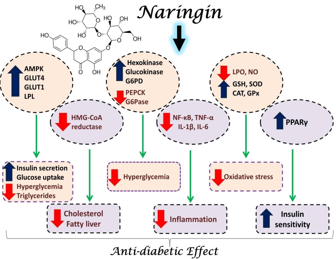 Figure 1: Schematic presentation of the anti-diabetic mechanism of naringin.
