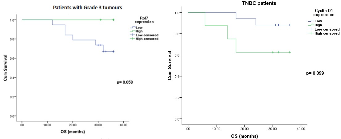 Figure 2: (a) Overall survival curve of breast cancer patients with grade 3 tumours in relation to Fzd7 protein expression. (b) Overall survival curve of TNBC patients in relation to cyclin D1 protein expression.