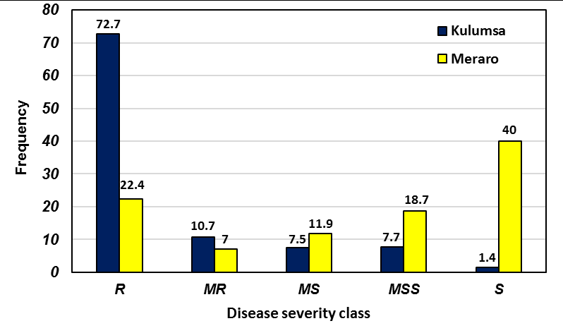 Figure 1: The frequency of SHWs under different stripe rust severity classes evaluated at Kulumsa and Meraro, Ethiopia.