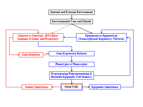 Figure 2: A representation shows the environmentally-induced epigenetic effects and their transgenerational persistence across successive meiotic divisions.
