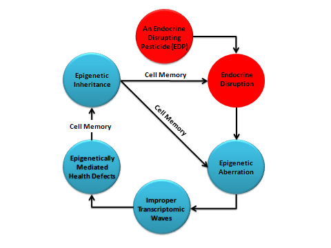 Figure 5: In this figure, the pathway from ED to heritable diseases including cancer is taking place through some key steps. The conclusion will walk us through these steps within a framework of logical _‘cause-_ _effect’_ relationships. Obviously, some connections and details in these relationships are not fully proven, especially in the case of human epigenetic response to EDPs.