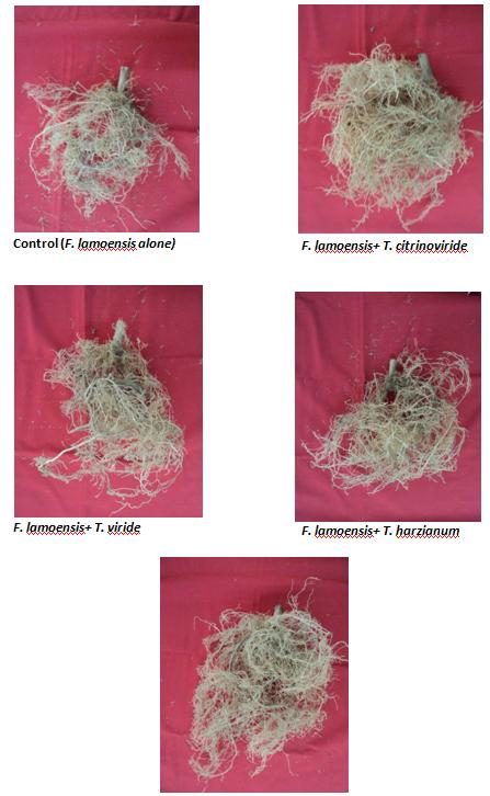 Figure 3: Effect of different fungal treatments on the root length/growth of tea plants under nursery condition.