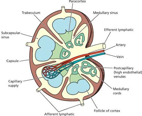 Figure 1: Normal Lymph Node [22].