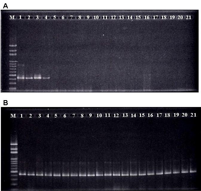 Figure 2: PCR detection of morpholoy-presumptive _Botryosphaeria_ _rhodina_ (_Lasiodiplodia_ _theobromae_) isolates collected from germinating peanut kernels and 7 other mold cultures; A: M, 100-bp marker; 1, _Botryosphaeria rhodina_ RCYU 30101; 2-4, _Lasiodiplodia_ sp. isolates collected from germinating peanut kernels; 5-