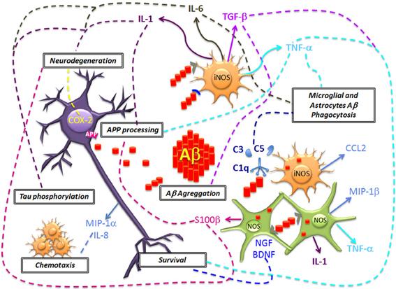Figure 4: Inflammatory process http://nutritionaloncology.org/cancerCells.