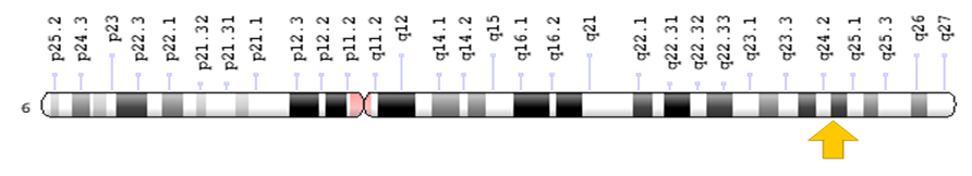 Figure 2: Schematic view of chromosome number 6, in which the EPM2A gene is located in the long arm of this chromosome as 6q24.3.