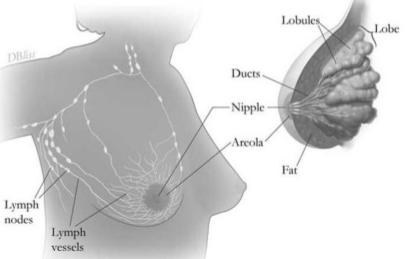 Figure 1: Breast anatomy.