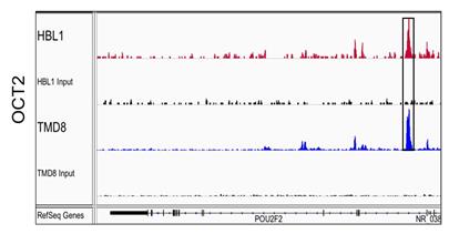 Figure 2: Oct2 Is A Direct Transcriptional Target Of FOXP1. Chip-Seq peaks from TMD8 and ABC-DLBCL Lines are shown as Read Density Tracks. Aligned, Significant Peaks are boxed These data indicate that ABC- but not GCB-DLBCL tumors express detectable levels of ARID3A and c-MYC transcripts under direct transcriptional control of FOXP1. OCT4 appears to be up regulated indirectly, perhaps by FOXP1 induction of message stabilization-a phenomenon that has been observed previously for OCT4 [55]. Indeed, a variety of additional processes have been identified that control and alter post-transcribed core factors, including phosporylation and mature protein degradation by proteasomes [55-57]. The role of post- transcriptional regulators and protein networks in the maintenance of pluripotency is still largely unknown, especially in human cells.
