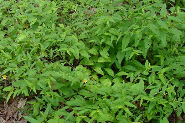 Figure 1: _S. acuta_ plant.