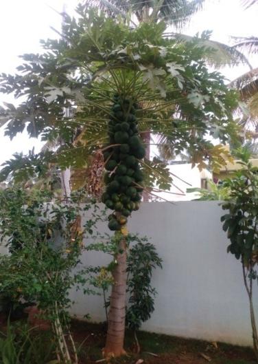 Figure 2: Papaya plant branched.