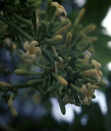 Figure 6: Carica papaya inflorescence.