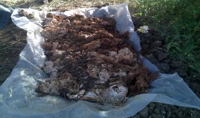 Figure 1: Start of the vermicomposting process.