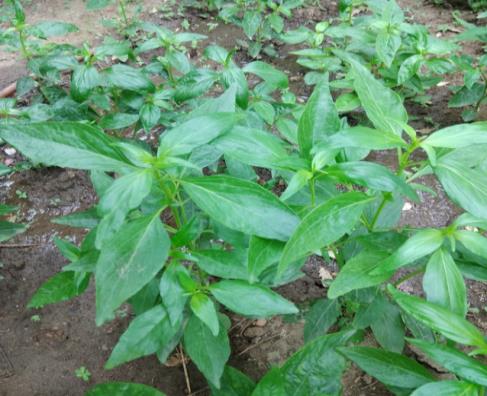 Figure 1: _Andrographis paniculata_ – A grown plant in Dayalbagh.