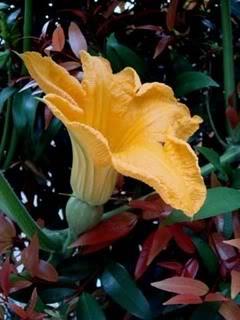 Figure 1: Pumpkin flowers.