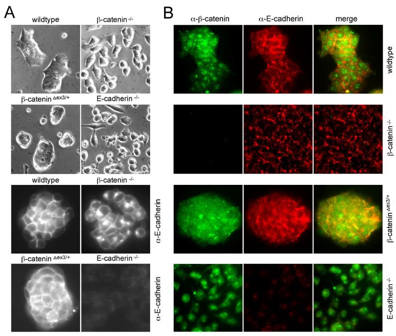 Figure 2: How does the experimental perturbance of one molecular component affect stemness, pluripotency, and physiological functions, can now be better answered in the iPSCs and ESC system by developing new standardized assays and readouts for all equally treated available cell lines, comprising omics and target validation (Figure 1). Based on the underlying ‘molecular mechanisms’, blueprints could be drawn in a more comparative way to answer some key questions and research objectives via iStemCore Figure 1. To stay with the concept’s example, how does a loss of a key signaling component, β-catenin, affect the molecular integrity and mechanistic circuit transcriptional homeostasis? A total loss of β-catenin destabilizes the transcriptional integrity of specific parts of the stemness network. Several markers are highly reproducible and highly significantly altered in many independent experiments and projects [5]. β-