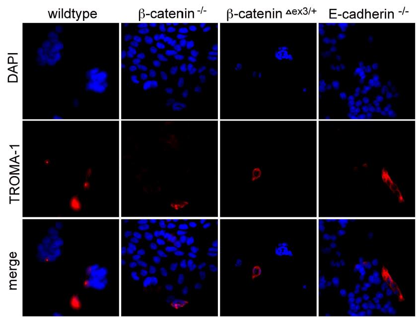 Figure 3: Dosage-effect of β-catenin in stemness transcription circuits of ESCs and iPSCs. There is a previously undescribed reproducible slight effect in heterozygous KO mutation of β-catenin in ESCs.