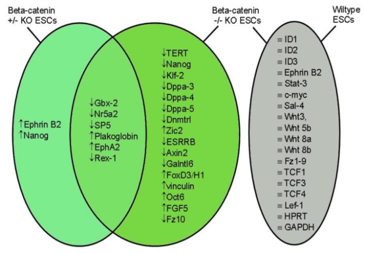 Figure 4: A new RT-PCR primer combination was used for telomeric repeats that yield a nested product ladder of the repeating sequences using standard PCR procedures. The remaining ESCs and RT-PCR procedures were performed as previously described in Anton [2].