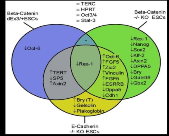 Figure 7: A boolean model of the stemness network introducing the new data and a transitioning to fuzzy logic. Four identified pathways and checkpoints mediate the native ground states of stemness, pluripotency, self-renewal, and the early transitioning states to epiblast 1+2 comprising the early germ-layer differentiation to mesoderm (T).