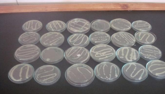 Figure 1: Morphology and Biochemical tests.