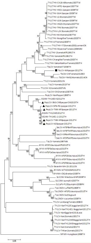 Figure 2: Phylogenetic neighbor-joining tree reconstructing from full DNA-A sequence distances obtained by pairwise alignment with the selected begomoviruses by MEGA analysis with 1000 bootstrap replications. Begomovirus isolates in this study are indicated with dark blocks. See virus name abbreviations and accession numbers under this study in Table 2.