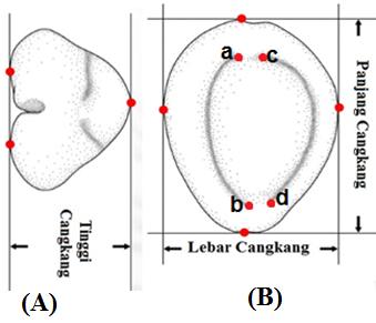 Figure 2: The length of the shell measured from the anterior edge to the posterior end of the shell; the width of the shell measured from side to side on the widest whorl body, and the height of the shell measured from the basal or ventral to the widest dorsal end.