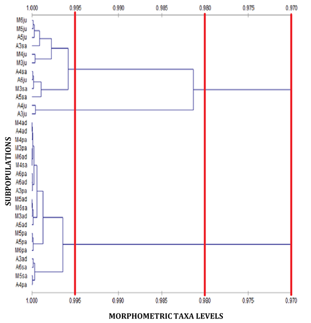 Figure 8: The MTL among 32 subpopulations of MRC based on ordinal data types; clustering using the UPGMA method using the Spearman correlation. The MTL of 32 sub-populations of the MRC based on numeric data type: The MTL for the numerical data type (Figure 9) shows that the MTL at 0.970 correlation forms one taxon. The MTL at 0.980 correlation formed two taxa, while at correlation level 0.985 formed three morphometric taxa. These results indicate that 32 subpopulations of _Cypraea annulus_ for numerical data types have a very high degree of correlation of 0.970 or 97% because they were still in one taxon. Yet at a correlation level above 0.980 formed over two taxa or even 3 different taxa means that this numerical data type approach could separate the intra-species taxon, as compared with conventional models or morphological observations.