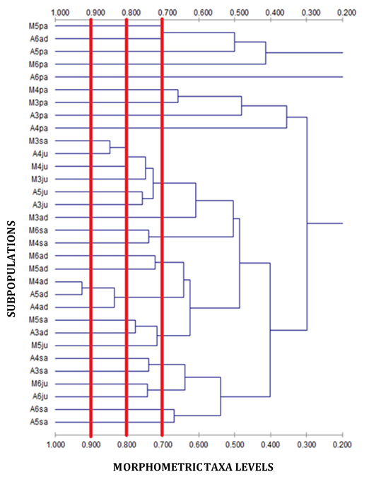Figure 9: The MTL among 32 subpopulations of MRC based on ordinal data types; clustering using the UPGMA method using the Pearson correlation.