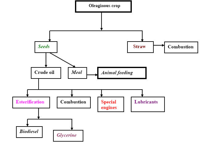 Figure 9: Flow chart of biodiesel production [32].