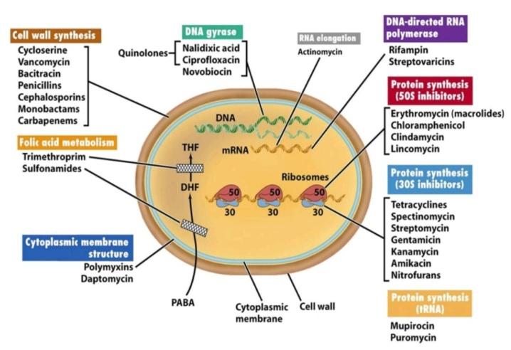 Figure 1: Antibiotics and their target site on the bacterial cell.