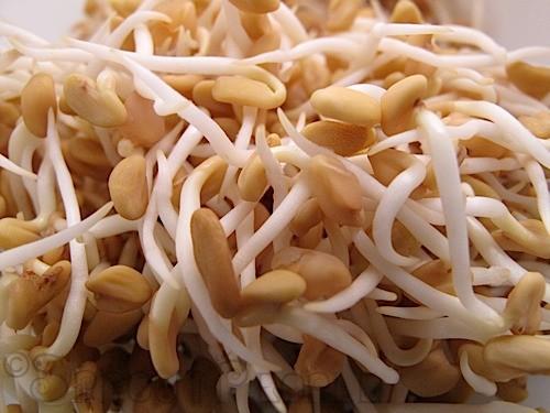 Figure 1: Sprouted fenugreek seeds.