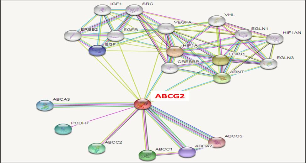 Figure 3: Protein-protein interaction. STRING network analysis shows interaction of ABCG2 with other onco-proteins.