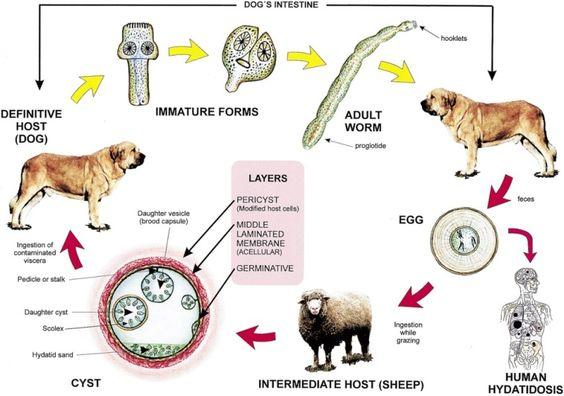 Figure 2: The life cycle of hydatid cyst Image: CDC.