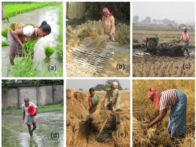 Figure 1: Farming practices (a) manual transplanting; (b) threshing paddy by beating; (c) land preparation with power tiller; (d) fertilizer broadcasting; (e) pedal thresher operation; (f) harvesting paddy with sickle. The activities, tools, and machinery used, and the man- hours required for different tasks are given in Table 1. Activities, such as sowing and transplanting by hand, weeding by the spade, harvesting of the crop by sickle, the manual carrying of crop materials on the yoke, and threshing of grains from paddy pinnacle were the labour intensive tasks, and a substantial number of days was spent per ha of land. Threshing of grain by pedal thresher was more effective than threshing by manual pounding. The work severity appeared to change with the tools or Mondal T and Nag PK. Work Practices in Small and Marginal Farm Holdings: An Ergonomics Analysis. Ergonomics Int J 2018, 2(5): 000180.
